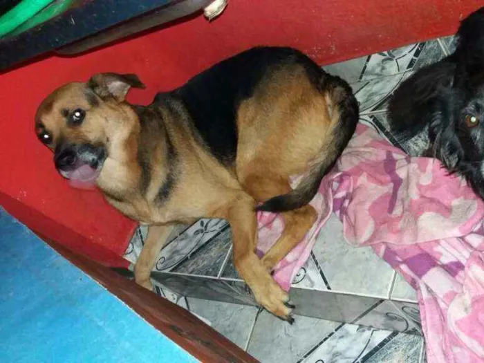 Cachorro ra a mix pastor idade 4 anos nome romeu