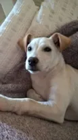 pipoca