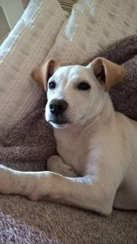 Cachorro ra a srd idade 2 a 6 meses nome pipoca