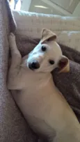 pipoca