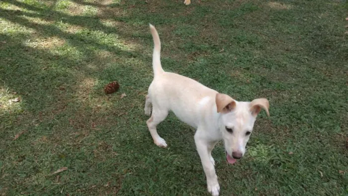 Cachorro ra a srd idade 2 a 6 meses nome pipoca