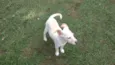 pipoca
