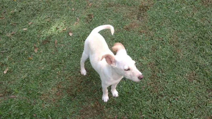 Cachorro ra a srd idade 2 a 6 meses nome pipoca