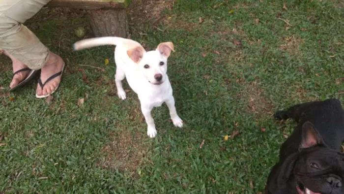 Cachorro ra a srd idade 2 a 6 meses nome pipoca