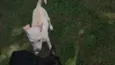 pipoca
