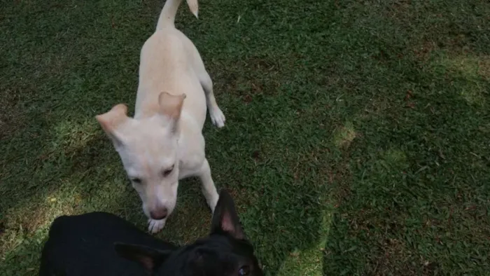 Cachorro ra a srd idade 2 a 6 meses nome pipoca