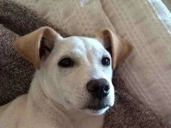 Cachorro ra a srd idade 2 a 6 meses nome pipoca
