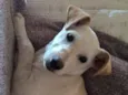 pipoca