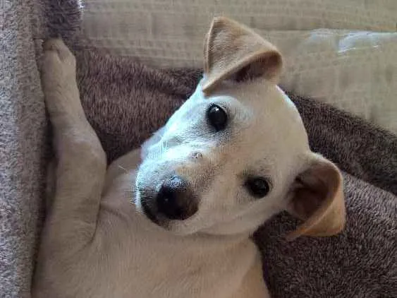 Cachorro ra a srd idade 2 a 6 meses nome pipoca