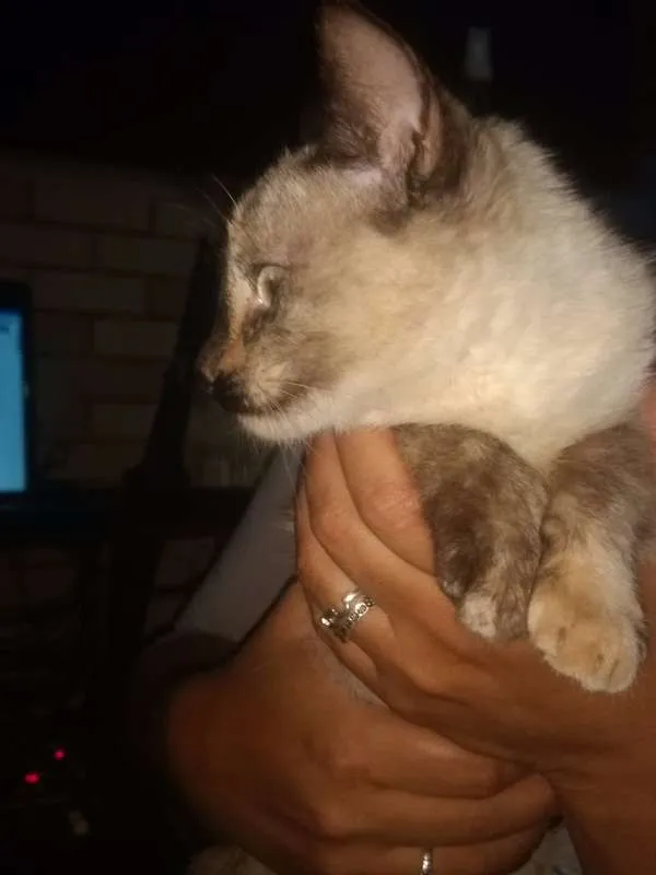 Gato ra a SRD idade 2 a 6 meses nome Vitória