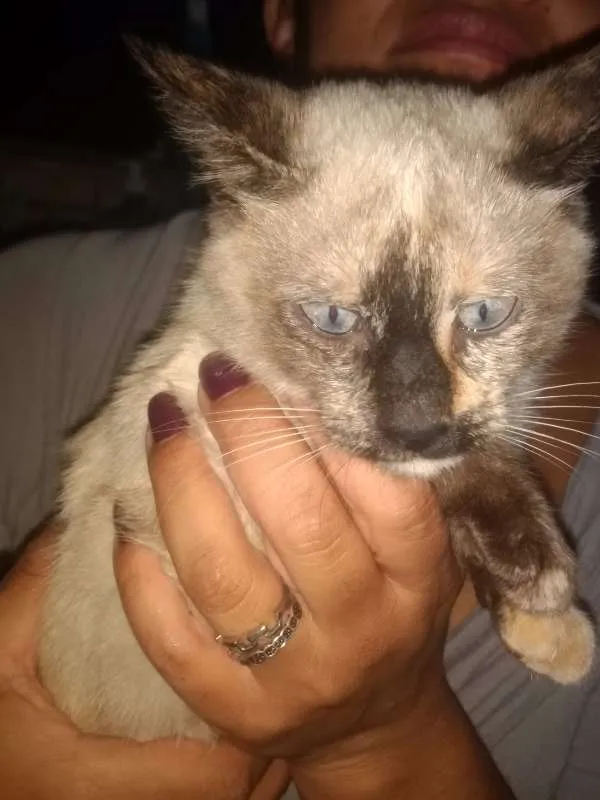 Gato ra a SRD idade 2 a 6 meses nome Vitória