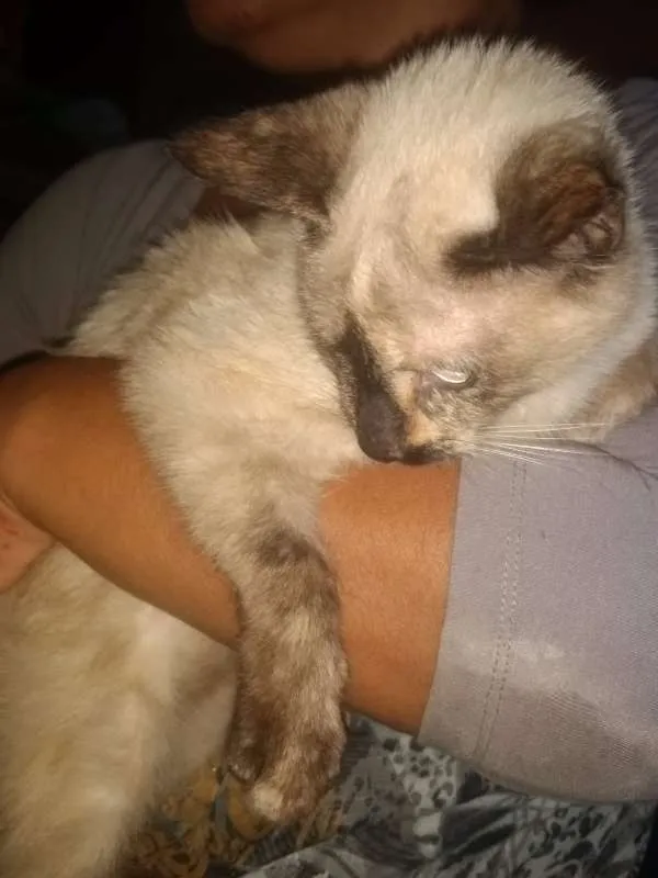 Gato ra a SRD idade 2 a 6 meses nome Vitória