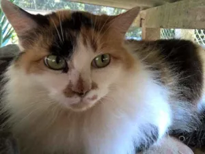 Gato raça srd idade 2 anos nome lenita