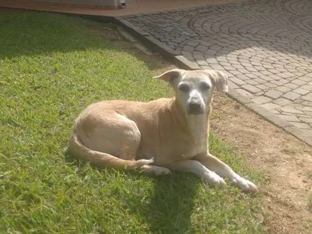 Cachorro ra a SRD idade 6 ou mais anos nome Encontrada