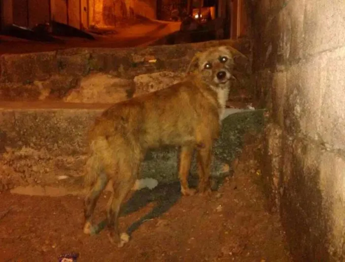 Cachorro ra a Vira Lata idade 1 ano nome Não tem