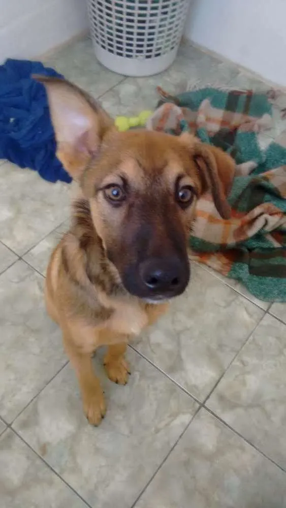 Cachorro ra a Indefinido idade 2 a 6 meses nome Protheus