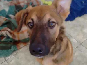 Cachorro raça Indefinido idade 2 a 6 meses nome Protheus