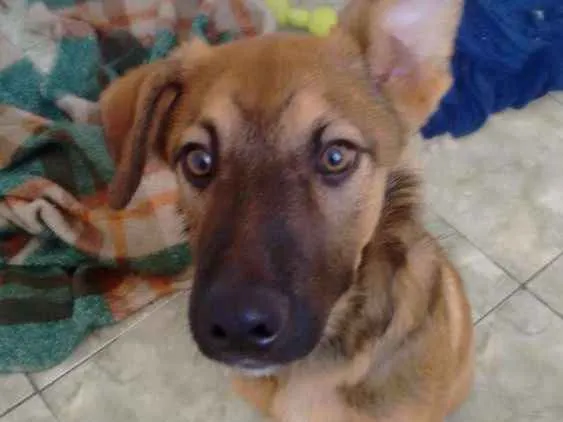 Cachorro ra a Indefinido idade 2 a 6 meses nome Protheus