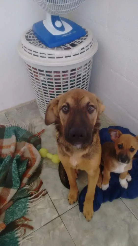 Cachorro ra a Indefinido idade 2 a 6 meses nome Edgar