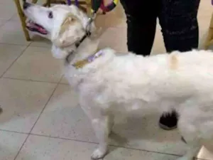 Cachorro raça Indefinida idade 7 a 11 meses nome Docinho