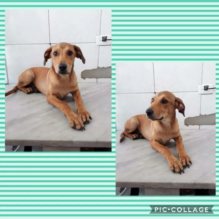 Cachorro ra a Srd idade 2 a 6 meses nome Yuri