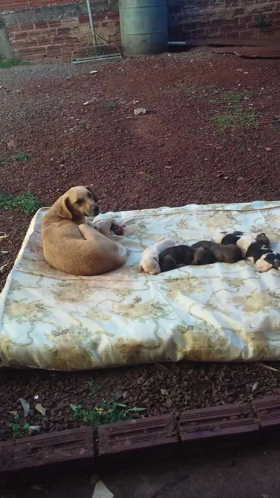 Cachorro ra a  Vira idade 6 ou mais anos nome Lina