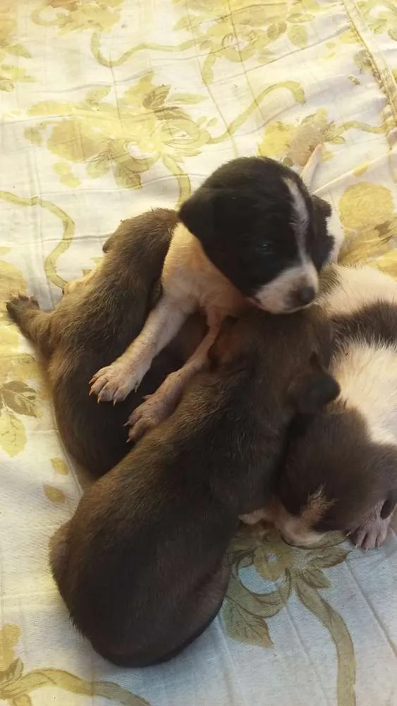 Cachorro ra a Vira idade 2 a 6 meses nome Sem nome