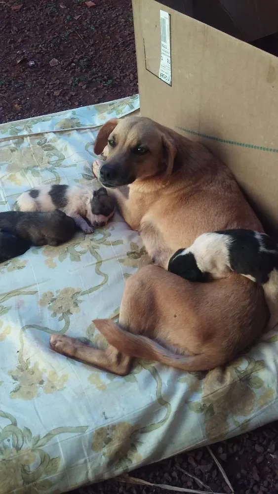 Cachorro ra a Vira idade 2 a 6 meses nome Sem nome