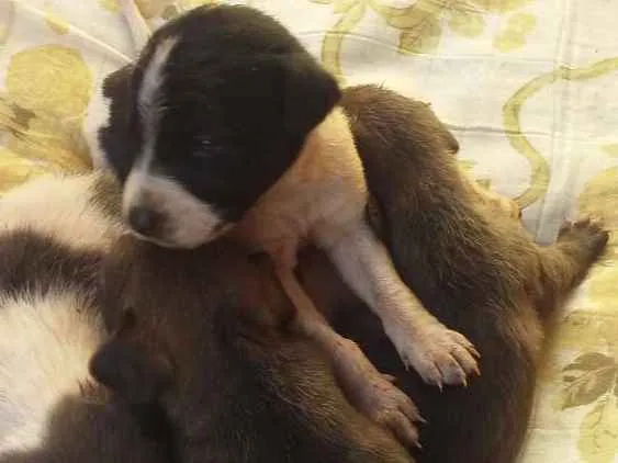 Cachorro ra a Vira idade 2 a 6 meses nome Sem nome