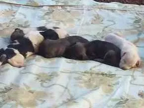 Cachorro ra a  Vira idade 6 ou mais anos nome Lina