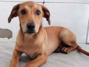 Cachorro raça Srd idade 2 a 6 meses nome Yuri