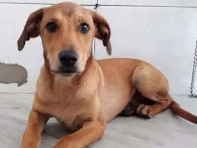 Cachorro ra a Srd idade 2 a 6 meses nome Yuri