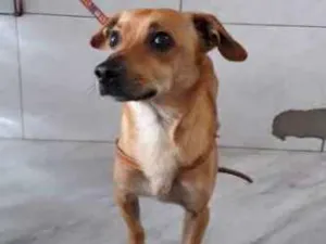 Cachorro raça Srs idade 1 ano nome Bob