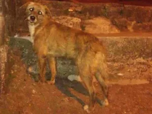 Cachorro raça Vira Lata idade 1 ano nome Não tem