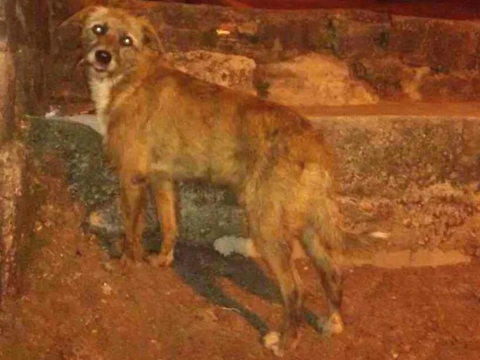 Cachorro ra a Vira Lata idade 1 ano nome Não tem