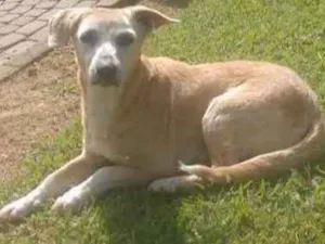 Cachorro raça SRD idade 6 ou mais anos nome Encontrada