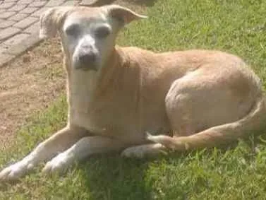 Cachorro ra a SRD idade 6 ou mais anos nome Encontrada