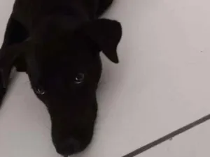 Cachorro raça  idade 7 a 11 meses nome Schooby