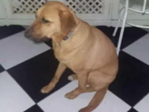 Cachorro raça srd idade 2 anos nome vicente