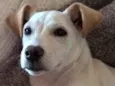 pipoca
