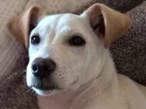 Cachorro raça srd idade 2 a 6 meses nome pipoca