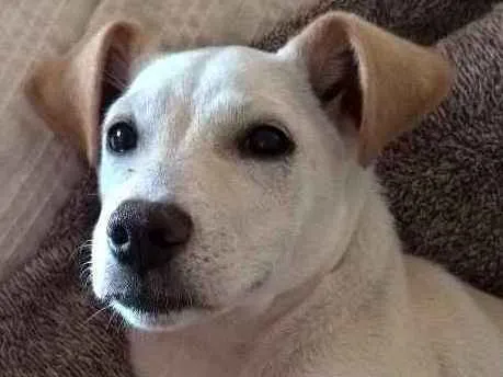 Cachorro ra a srd idade 2 a 6 meses nome pipoca