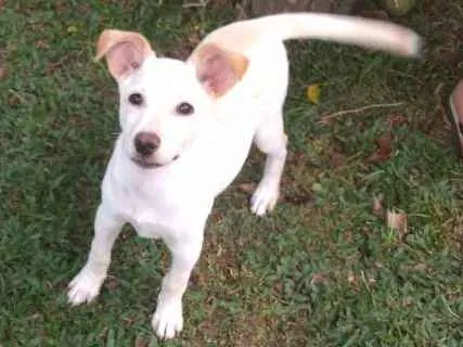 Cachorro ra a srd idade 2 a 6 meses nome pipoca