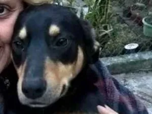 Cachorro raça srd idade 1 ano nome guby
