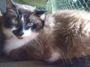 Gato raça siamesa idade 2 anos nome loretta