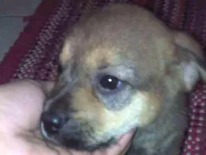 Cachorro raça Vira lata com chauchau idade Abaixo de 2 meses nome Sem nome