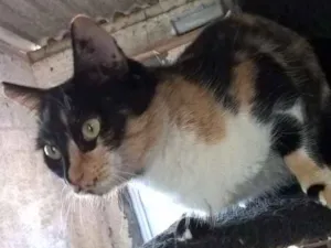 Gato raça ard idade 1 ano nome Brigite 