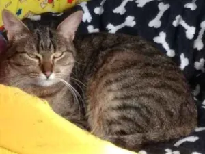 Gato raça srd idade 1 ano nome marie