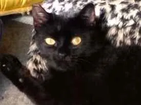 Gato raça srd idade 1 ano nome Margot