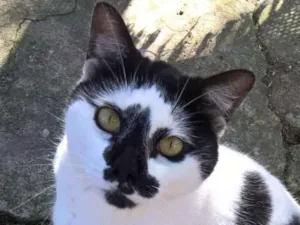 Gato raça srd idade 2 anos nome lazaro